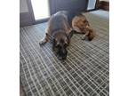 Adopt Trigger a Black - with Tan, Yellow or Fawn German Shepherd Dog / Mixed dog