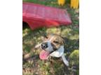 Adopt Glinda a White Hound (Unknown Type) / Boxer / Mixed (short coat) dog in
