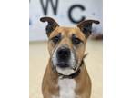 Adopt Aster *Reduced Adoption Fee* a Brown/Chocolate Boxer / Mixed Breed