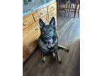 Adopt Gunner a Black - with Tan, Yellow or Fawn German Shepherd Dog / Mixed dog