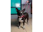 Adopt Naomi G a Border Collie dog in Fairfax Station, VA (41132122)