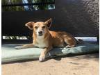 Adopt Sawyer a Tan/Yellow/Fawn - with White Mutt / Mixed dog in Calabasas