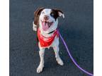 Adopt Tiva a Border Collie dog in Fairfax Station, VA (40861253)