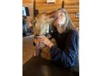 Adopt Spencer a Labrador Retriever / Pharaoh Hound dog in Fairfax Station