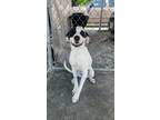 Adopt Cruella a Pointer / American Staffordshire Terrier / Mixed dog in Cobden