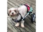 Adopt Flora a White - with Brown or Chocolate Poodle (Miniature) / Mixed dog in