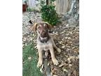 Adopt "RUSTY" in HOUSTON TX a Tan/Yellow/Fawn - with Black Anatolian Shepherd /