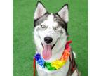 Adopt Halle a White - with Gray or Silver Siberian Husky / Mixed dog in