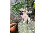 Adopt "BOWIE" in HOUSTON a Tan/Yellow/Fawn - with Black Anatolian Shepherd /