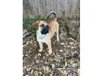 Adopt "PETESY" in HOUSTON a Tan/Yellow/Fawn - with Black Anatolian Shepherd /