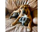 Adopt Banjo Clearwater a Staffordshire Bull Terrier / Mixed dog in Barrington