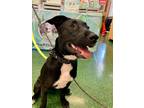 Adopt Koko Yoscelin a Black Pit Bull Terrier dog in Provo, UT (41180013)