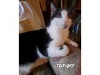 Adopt Ranger aka Tux(foster care) a Black & White or Tuxedo Domestic Shorthair