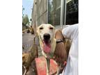 Adopt Shore a White Mixed Breed (Medium) / Mixed dog in Fremont, CA (41180627)
