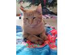 Adopt Aurora a Orange or Red Tabby Domestic Shorthair (short coat) cat in Sioux