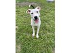 Adopt Minaj a White American Pit Bull Terrier / Mixed Breed (Medium) / Mixed