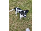 Adopt Rumrunner a White - with Black Border Collie / Australian Cattle Dog /
