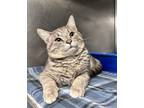 Adopt Jellybean a Gray, Blue or Silver Tabby Domestic Shorthair (short coat) cat