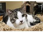 Adopt Ringo a Tan or Fawn Tabby Domestic Shorthair (short coat) cat in