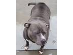 Adopt Molly a Gray/Blue/Silver/Salt & Pepper Pit Bull Terrier / Mixed dog in