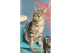 Adopt 6213 (Stitch) a Brown Tabby Domestic Shorthair / Mixed (short coat) cat in