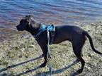 Adopt George Uzay a Black American Staffordshire Terrier / Boxer / Mixed dog in