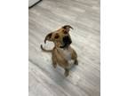 Adopt Nova a Brown/Chocolate Mixed Breed (Small) / Mixed Breed (Medium) / Mixed