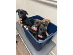 Adopt Dutch Shep Besengi X Puppies a Brindle - with White Dutch Shepherd /