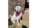 Adopt Theo a White Golden Retriever / Great Pyrenees / Mixed dog in Tulsa