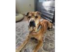 Adopt Otto a Red/Golden/Orange/Chestnut Shar Pei / Mixed dog in Wesley Chapel