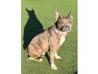 Adopt Morgan a Gray/Blue/Silver/Salt & Pepper American Pit Bull Terrier / Boston