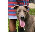 Adopt Z COURTESY LISTING: Virgo a Brindle Labrador Retriever / Mixed dog in