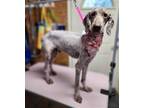 Adopt Genie a Poodle (Standard) / Mixed dog in Meridian, MS (40871714)