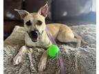Adopt Fawn a Tan/Yellow/Fawn - with Black Carolina Dog dog in Anthem