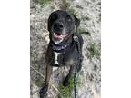 Adopt Lone Star a Catahoula Leopard Dog / Mixed Breed (Medium) / Mixed dog in