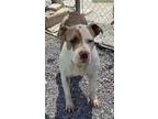 Adopt Elsa a American Pit Bull Terrier / Mixed dog in Pahrump, NV (41179377)