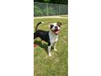 Adopt Bunk Yrly 58 a American Pit Bull Terrier / Mixed dog in Sidney