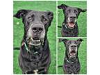 Adopt Riley a Labrador Retriever / Great Dane / Mixed dog in Warren