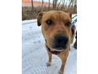 Adopt Fizz a Labrador Retriever / Mixed Breed (Medium) dog in Airdrie