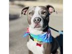 Adopt Tigg a Gray/Silver/Salt & Pepper - with White Pit Bull Terrier / Blue