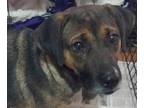 Adopt Zoe Queen a Tan/Yellow/Fawn - with Black Rottweiler / Mastiff dog in