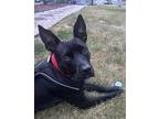 Adopt Bristol a Black Australian Kelpie / Labrador Retriever dog in Norristown