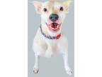 Adopt Posie a White Boston Terrier dog in Lafayette, CO (40690935)