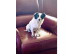 Adopt Cameron a Black - with White Papillon / Mixed dog in Weatherford