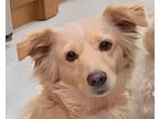 Adopt Tala (Mid-East) ST a White Spitz (Unknown Type, Medium) dog in Langley