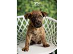 Adopt Simba a Brindle Plott Hound dog in Littleton, CO (41006805)