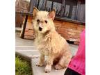 Adopt Squirrel a Tan/Yellow/Fawn Terrier (Unknown Type, Medium) / Poodle