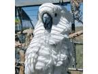 Adopt Lula a Cockatoo bird in Elizabeth, CO (38724727)