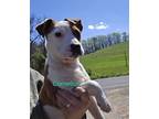 Adopt Cornelious a Tan/Yellow/Fawn - with White Australian Shepherd / Border