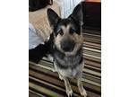 Adopt Hansel a Black - with Tan, Yellow or Fawn German Shepherd Dog / Mixed dog